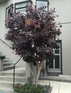 Image of European smoketree