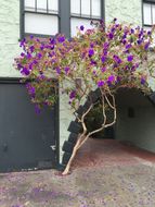 Imagem de Tibouchina urvilleana (DC.) Cogn.