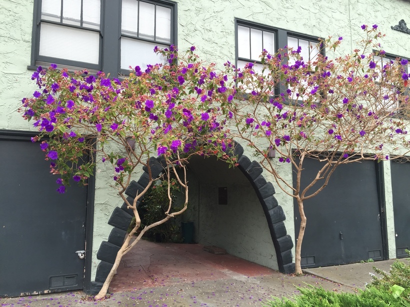 Imagem de Tibouchina urvilleana (DC.) Cogn.