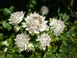 Imagem de Astrantia major L.