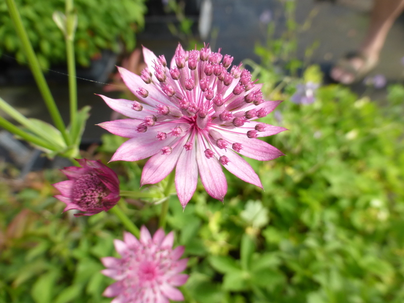 Imagem de Astrantia major L.