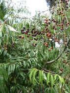 Image of black cherry