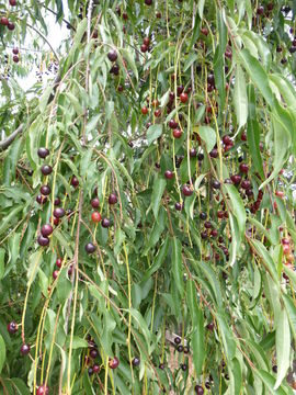 Image of black cherry