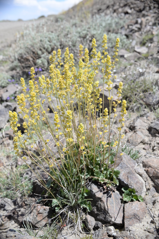 Image of littleleaf alumroot