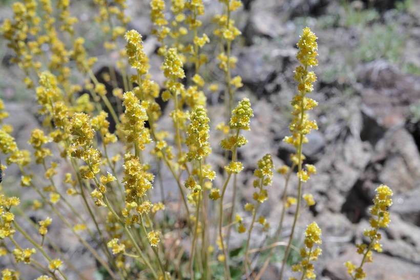 Image of littleleaf alumroot