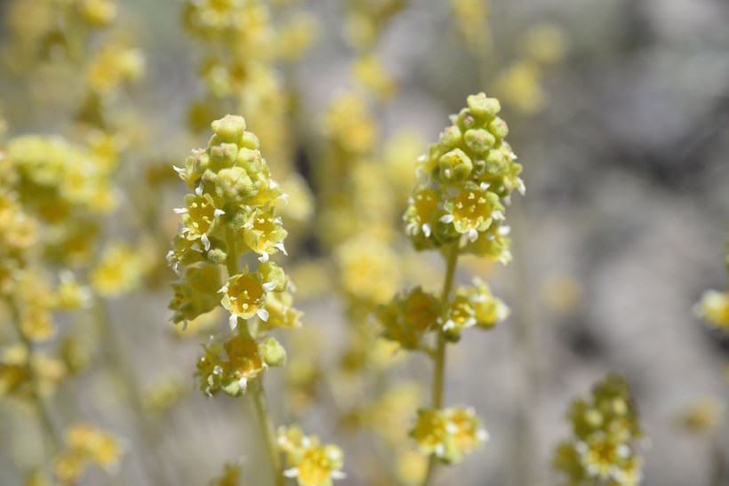 Image of littleleaf alumroot