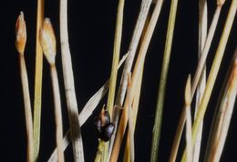 Image of Rolland's Leafless-Bulrush