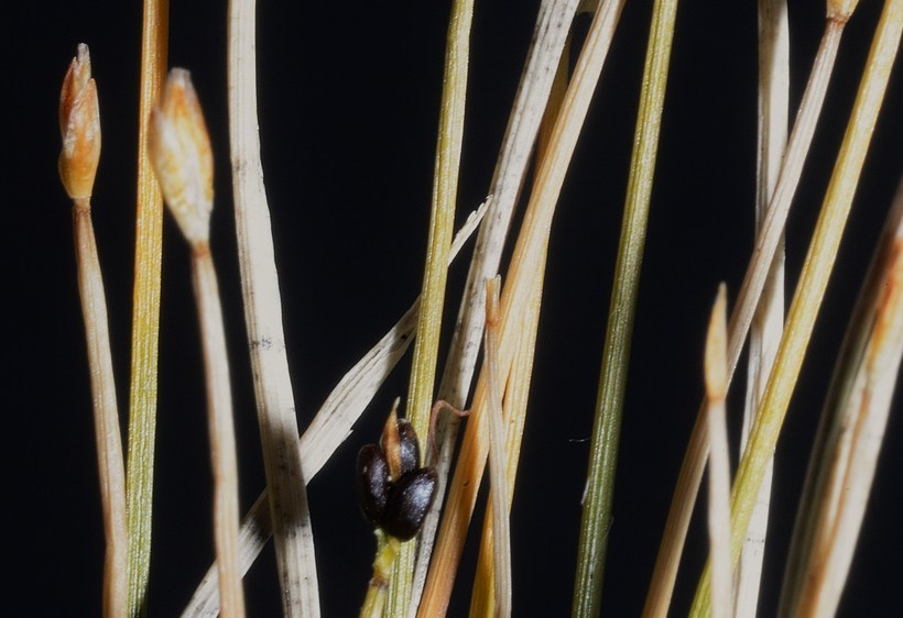 Image of Rolland's Leafless-Bulrush