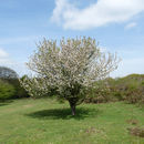 Image of Crab Apple