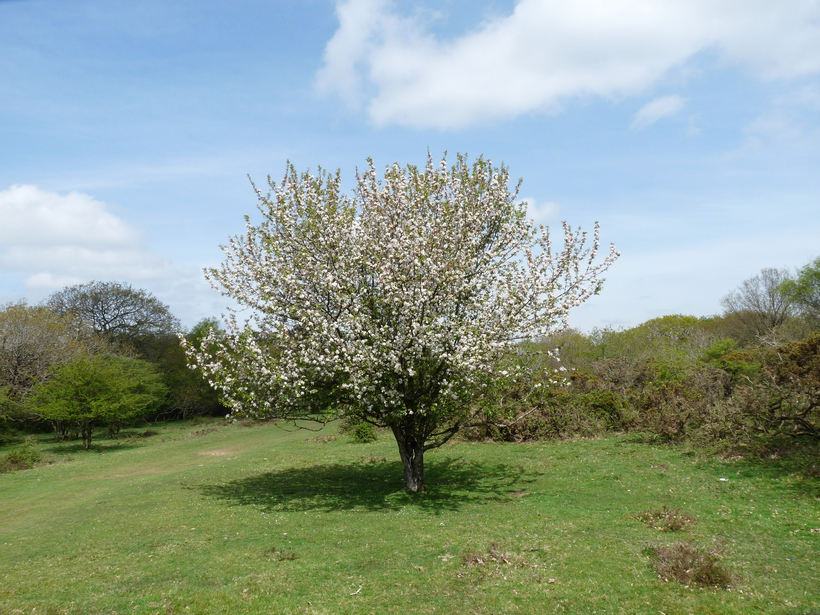 Image of Crab Apple