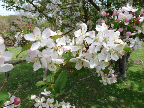 Imagem de Malus sylvestris Mill.