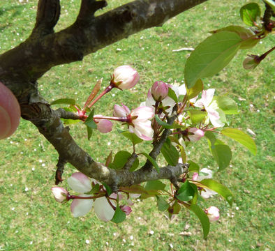 Imagem de Malus sylvestris Mill.