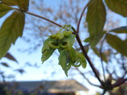 Image of Acer triflorum var. leiopodum Hand.-Mazz.