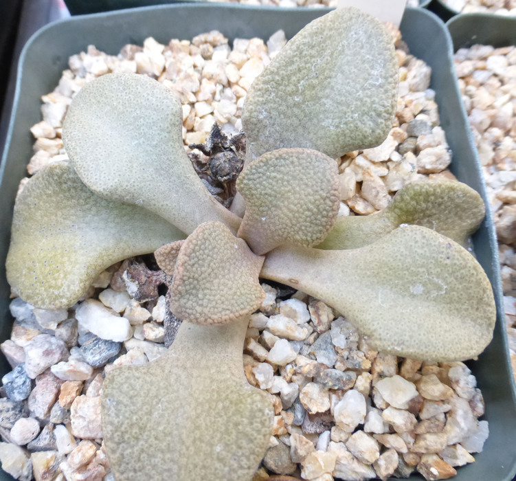 Image of Aloinopsis rosulata (Kensit) Schwant.