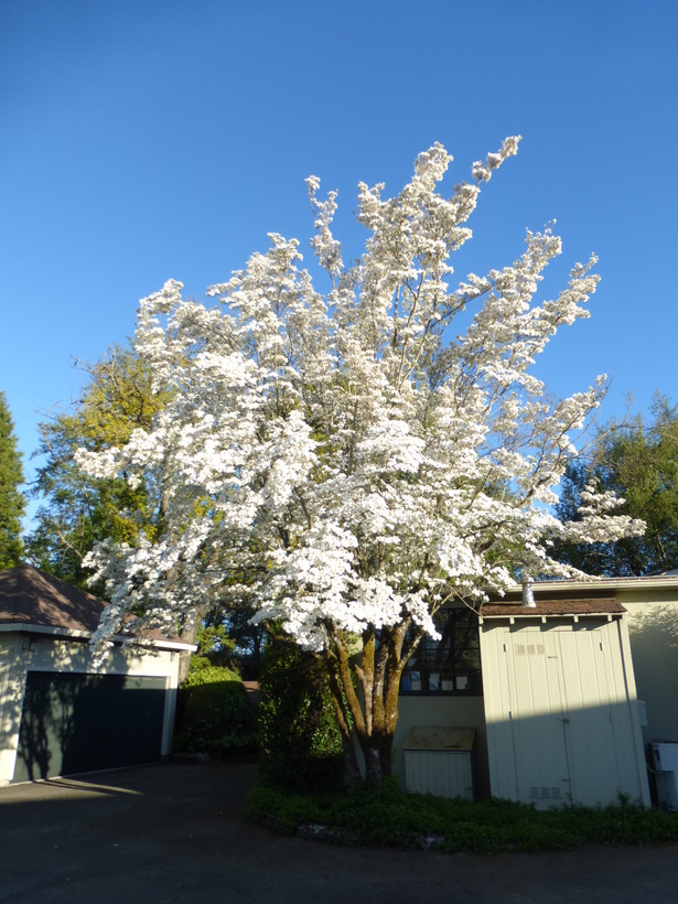 Image of flowering dogwood