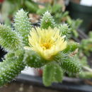 Image of <i>Delosperma echinatum</i>