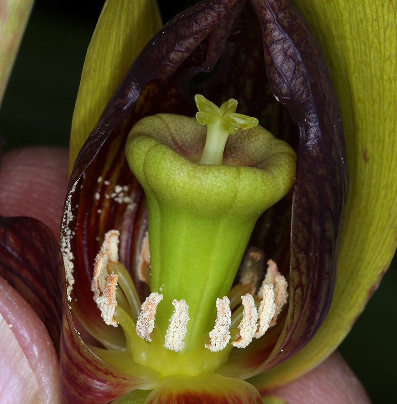 Image of California pitcherplant