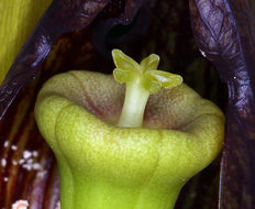 Image of California pitcherplant