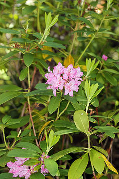 Image of Pacific rhododendron