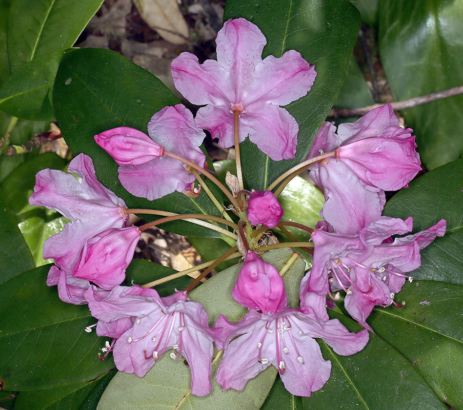 Image of Pacific rhododendron