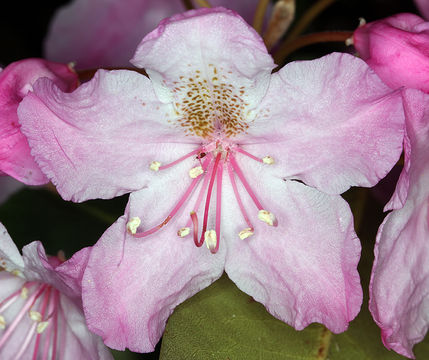 Image of Pacific rhododendron