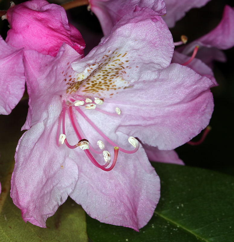 Image of Pacific rhododendron