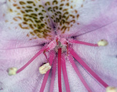 Image of Pacific rhododendron