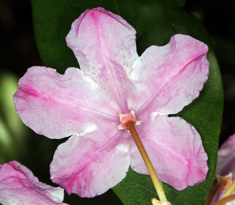 Image of Pacific rhododendron