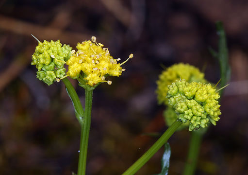 Image of Peck's blacksnakeroot