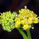 Image of Peck's blacksnakeroot