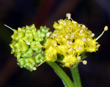 Plancia ëd Sanicula peckiana Macbr.