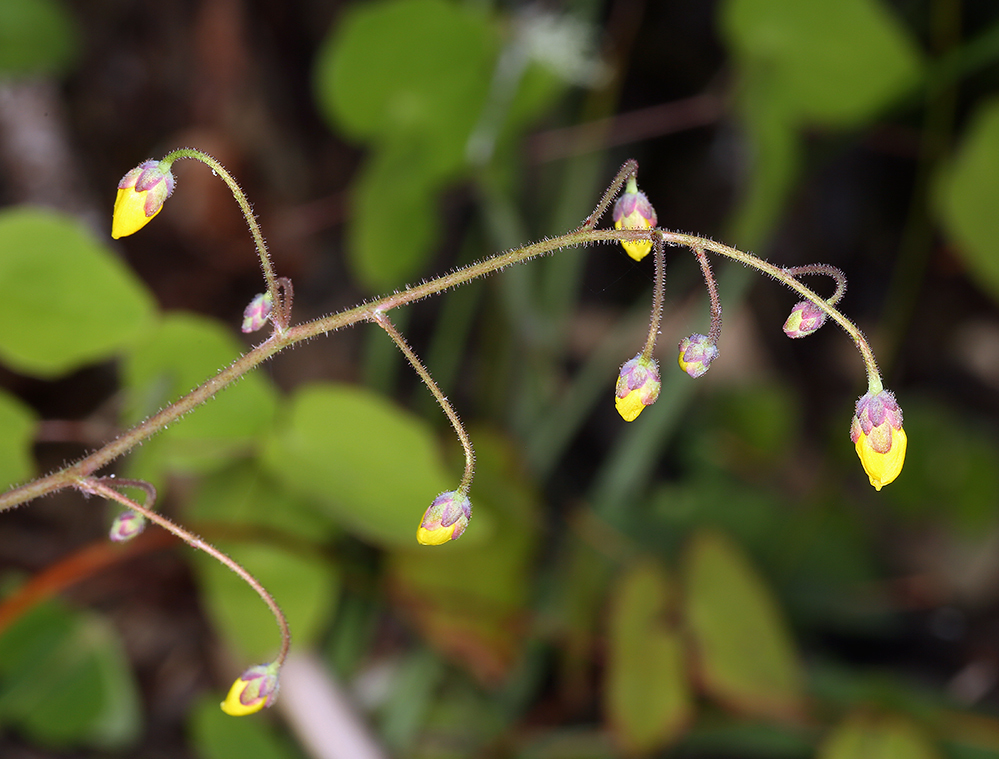 Image of golden insideout flower