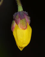 Image of golden insideout flower