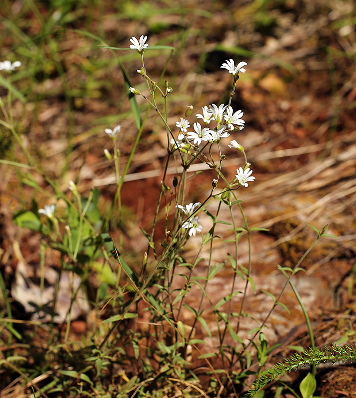 Plancia ëd Cerastium arvense subsp. strictum (L.) Gaudin