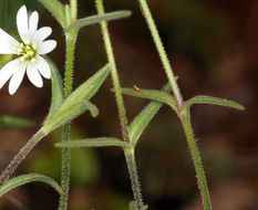 Image of field chickweed