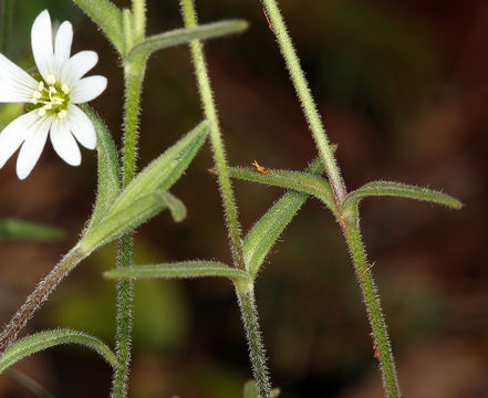 Imagem de Cerastium arvense subsp. strictum (L.) Gaudin