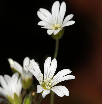 Imagem de Cerastium arvense subsp. strictum (L.) Gaudin