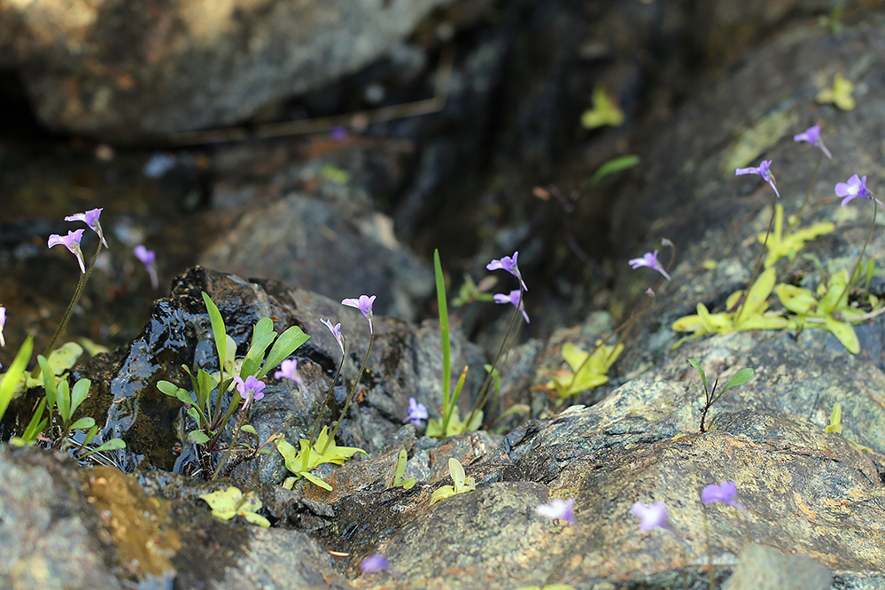 Image of California butterwort