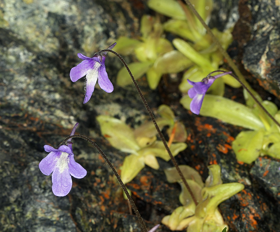 Image of California butterwort