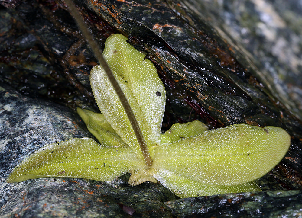 Image of California butterwort