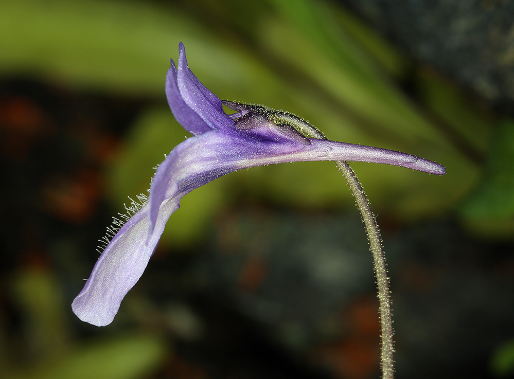 Image of California butterwort