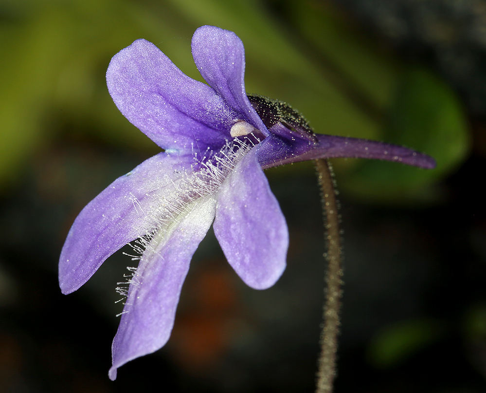 Image of California butterwort