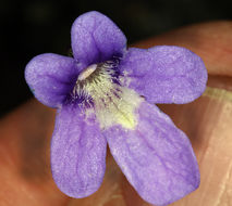 Image of California butterwort