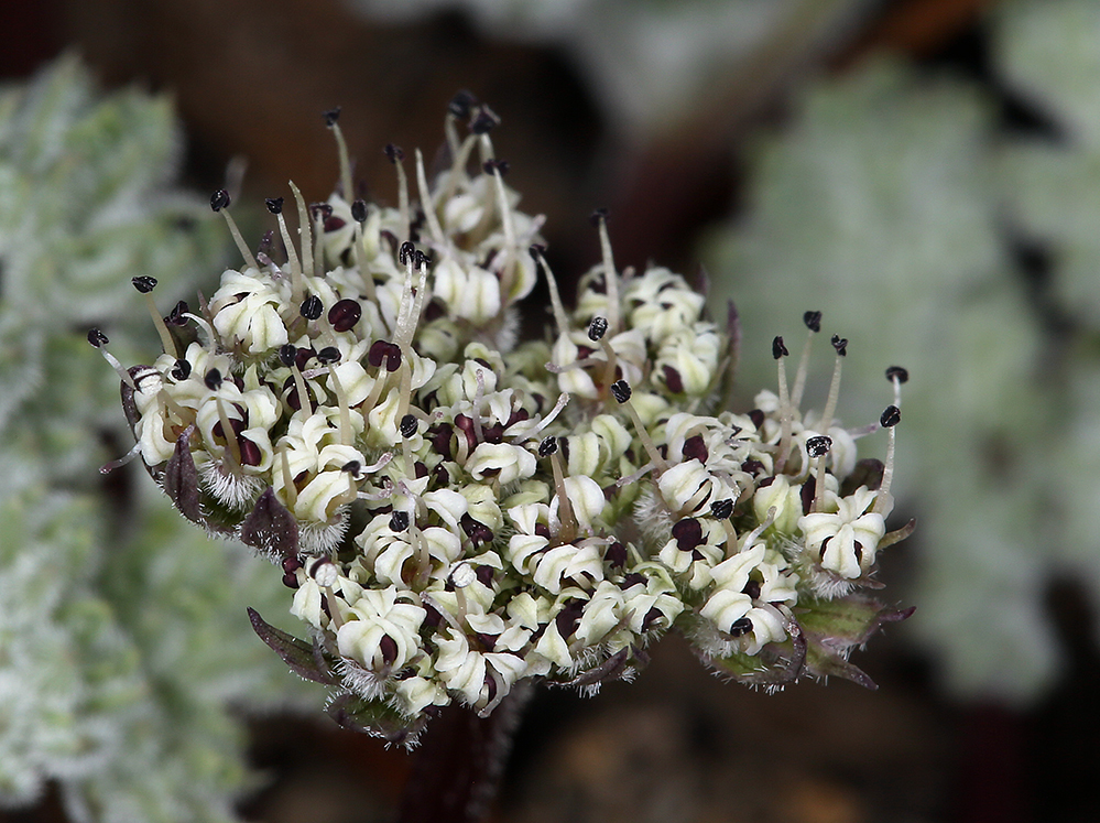 Image of pygmy mountainparsley