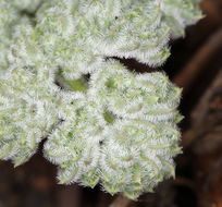 Image of pygmy mountainparsley