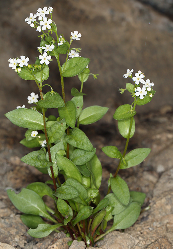 Image of Sharsmith's stickseed