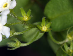 Image of Sharsmith's stickseed