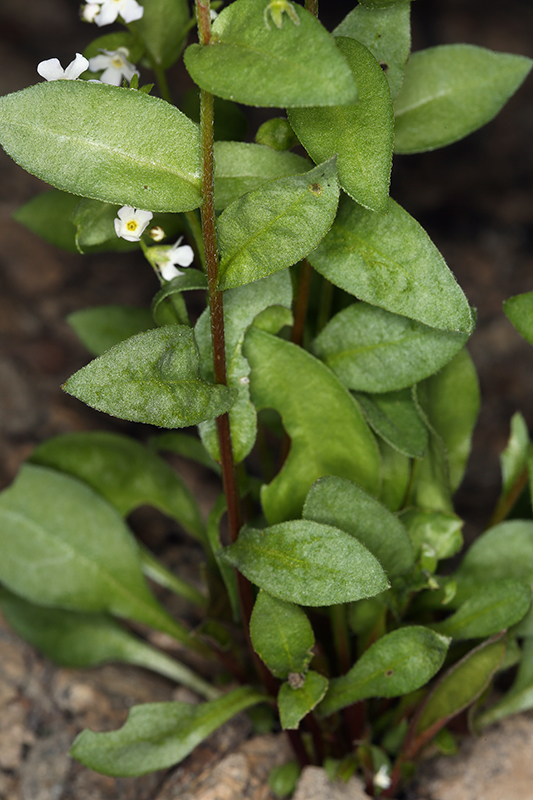 Image of Sharsmith's stickseed