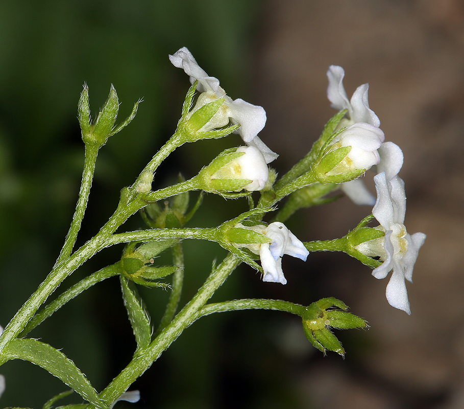 Image of Sharsmith's stickseed