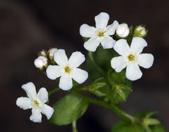 Image of Sharsmith's stickseed